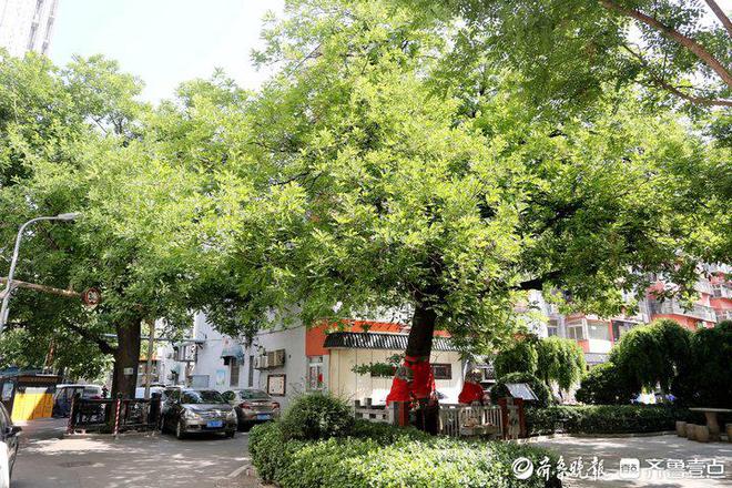 历下园林：绘出最美底色着力擦亮城市品质(图8)