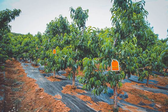 宝矿力水特：厚植“含绿量”助力绿色健康生活方式养成(图4)