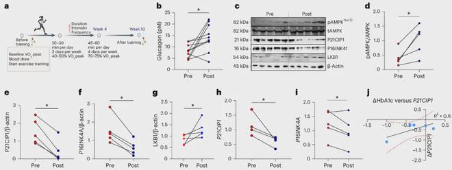 Pg电子：顶刊报道：哈佛医学院发现运动对糖尿病患者有改善作用(图5)