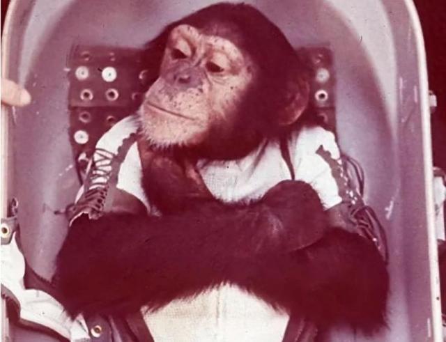 Pg电子平台：63年前黑猩猩哈姆被美国送进太空回来后人们却发现了不对劲