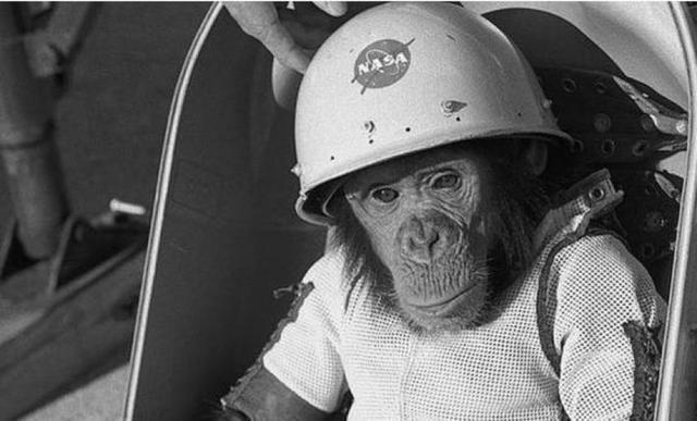 Pg电子平台：63年前黑猩猩哈姆被美国送进太空回来后人们却发现了不对劲(图3)