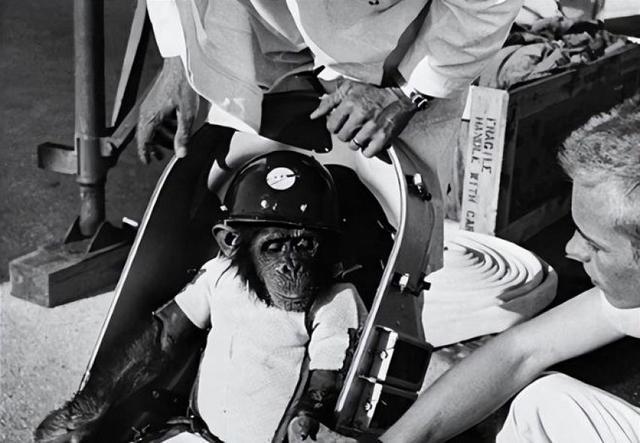 Pg电子平台：63年前黑猩猩哈姆被美国送进太空回来后人们却发现了不对劲(图4)