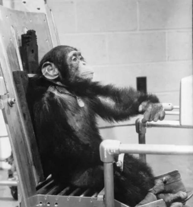 Pg电子平台：63年前黑猩猩哈姆被美国送进太空回来后人们却发现了不对劲(图2)
