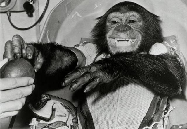 Pg电子平台：63年前黑猩猩哈姆被美国送进太空回来后人们却发现了不对劲(图7)