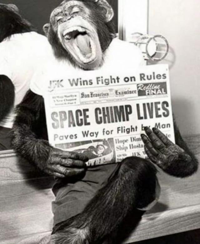 Pg电子平台：63年前黑猩猩哈姆被美国送进太空回来后人们却发现了不对劲(图6)