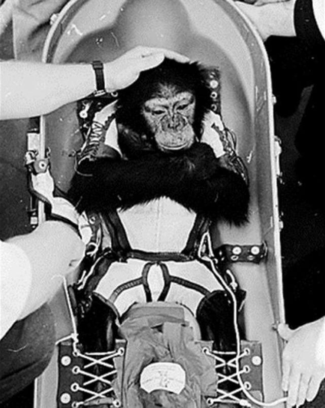 Pg电子平台：63年前黑猩猩哈姆被美国送进太空回来后人们却发现了不对劲(图5)