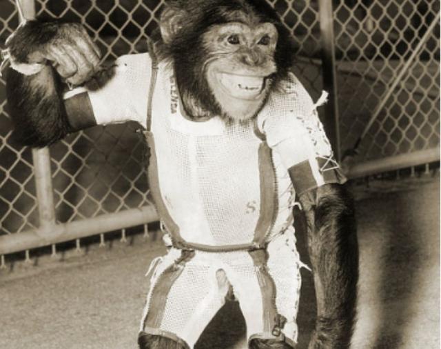 Pg电子平台：63年前黑猩猩哈姆被美国送进太空回来后人们却发现了不对劲(图9)