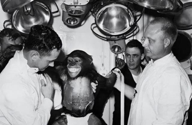 Pg电子平台：63年前黑猩猩哈姆被美国送进太空回来后人们却发现了不对劲(图8)