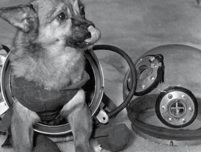 Pg电子平台：63年前黑猩猩哈姆被美国送进太空回来后人们却发现了不对劲(图10)