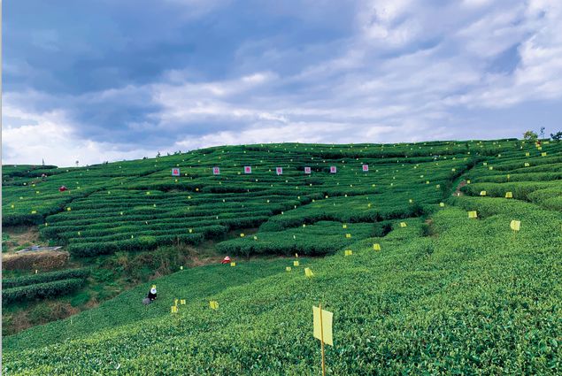 Pg电子平台：一杯有机白茶享受放心、安心、开心的健康生活新体验(图10)