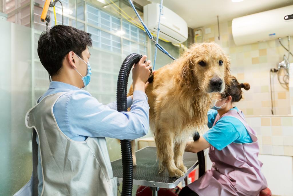 精细养宠渐成潮流中国宠物市场持续升温