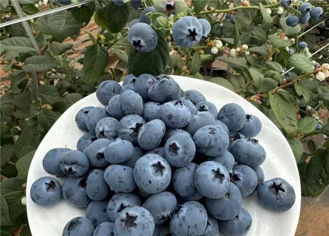 鲜丰水果刮起“蓝色风暴”蓝莓浆果引领健康水果消费风潮(图3)