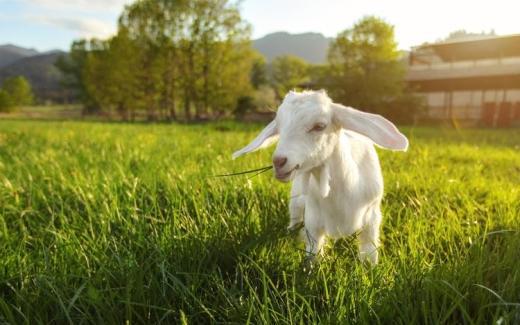 淳珍100：品味自然鲜美一站式畅享健康新体验