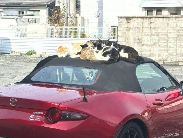 小哥出门发现跑车顶上长满了猫于是他这样做…好暖！(图2)