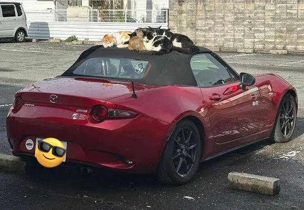 小哥出门发现跑车顶上长满了猫于是他这样做…好暖！