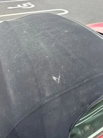 小哥出门发现跑车顶上长满了猫于是他这样做…好暖！(图3)