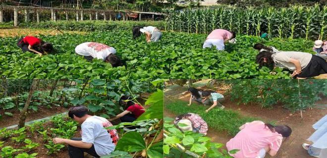 Pg电子：壹周汇小满初成希望渐盛(图32)