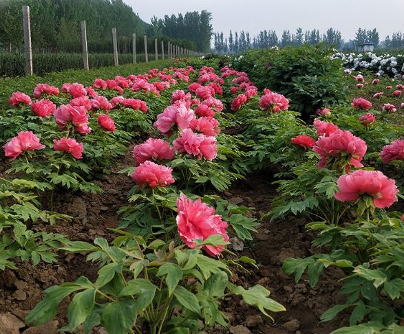 龙池牡丹：一朵花的力量引领牡丹特色健康生活方式！(图3)