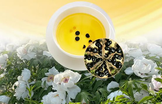 龙池牡丹：一朵花的力量引领牡丹特色健康生活方式！(图4)